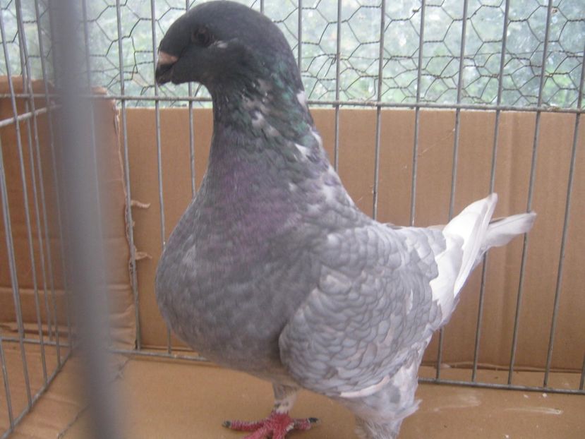 p16 - din M andaluz si F alba 42Vas - Tineret AGH 2022