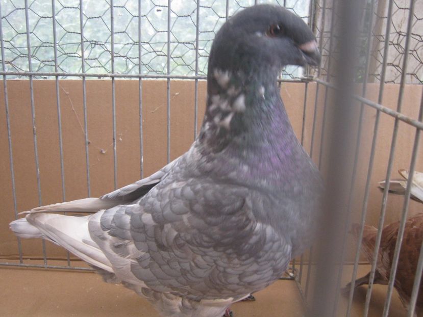 F - Tineret AGH 2022