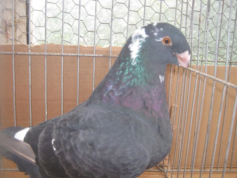 p15 - frate cu p14 - Tineret AGH 2022