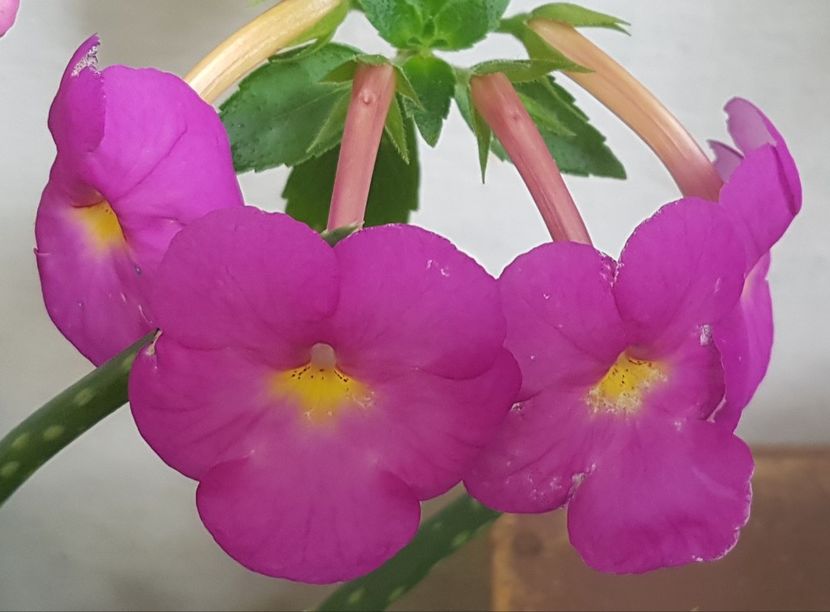  - Hybrid necunoscut Noid-pierdut
