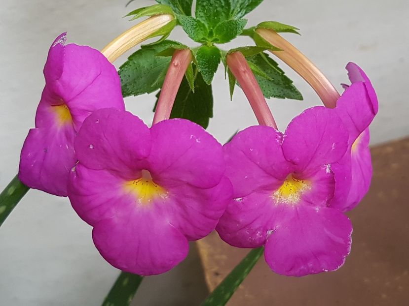  - Hybrid necunoscut Noid-pierdut