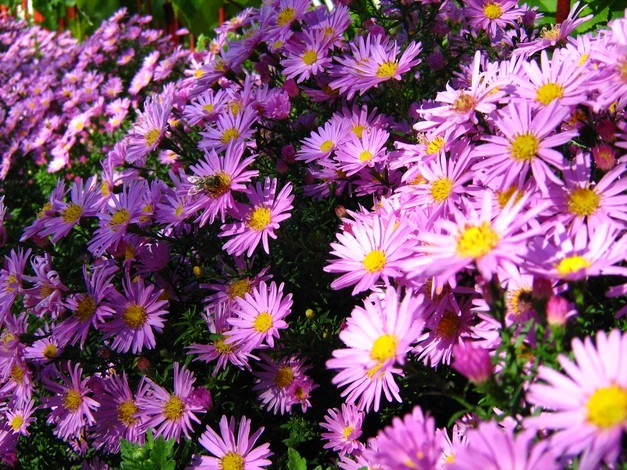 aster - florile mele -2009