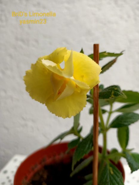 18.09.2022 - BriDs Limonella