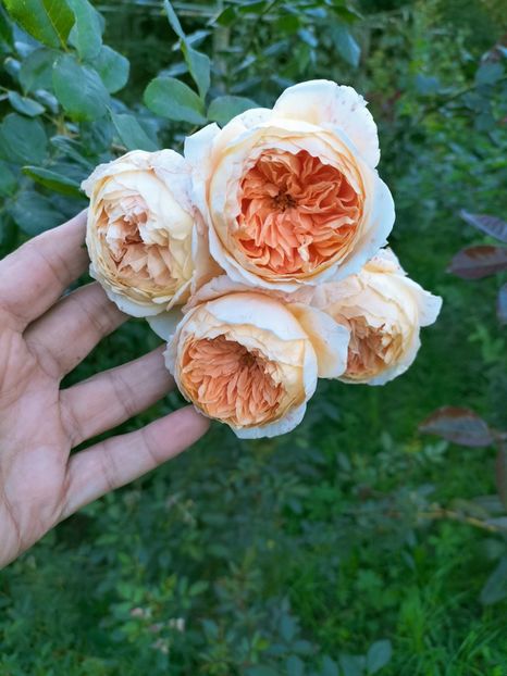 IMG20220918182757 - Septembrie 2022 vol 2