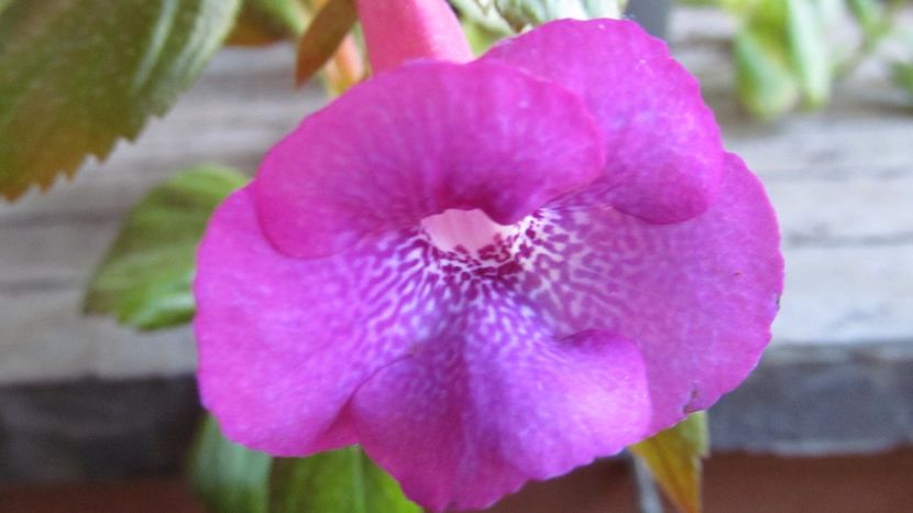 BriD's Brigitte K. - ACHIMENES 2022