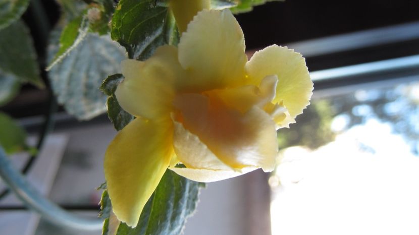 BriD's Limonella - ACHIMENES 2022