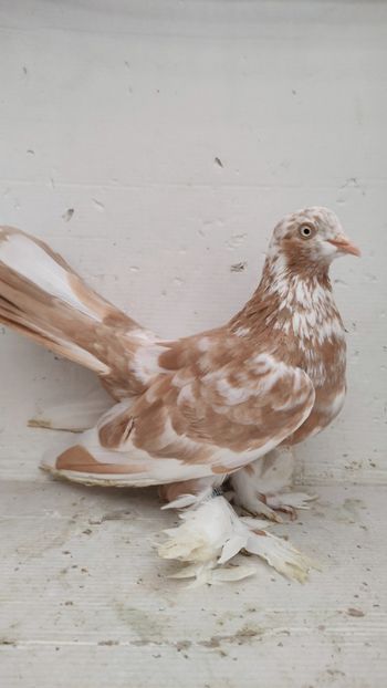 M 2020 vandut - De vanzare rolleri persani