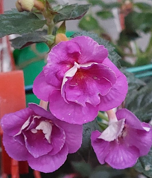 - PURPLE MYSTERY