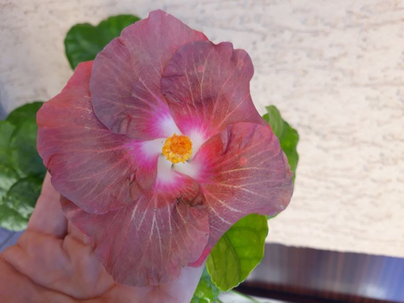  - Hibi Bo Den Firefox