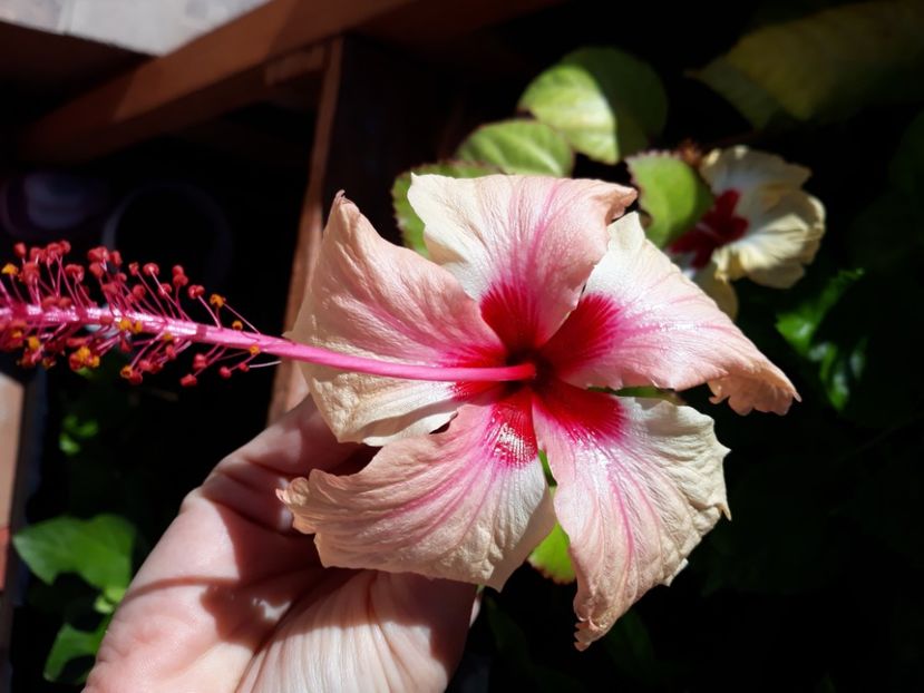  - Hibi Rowena Weeding