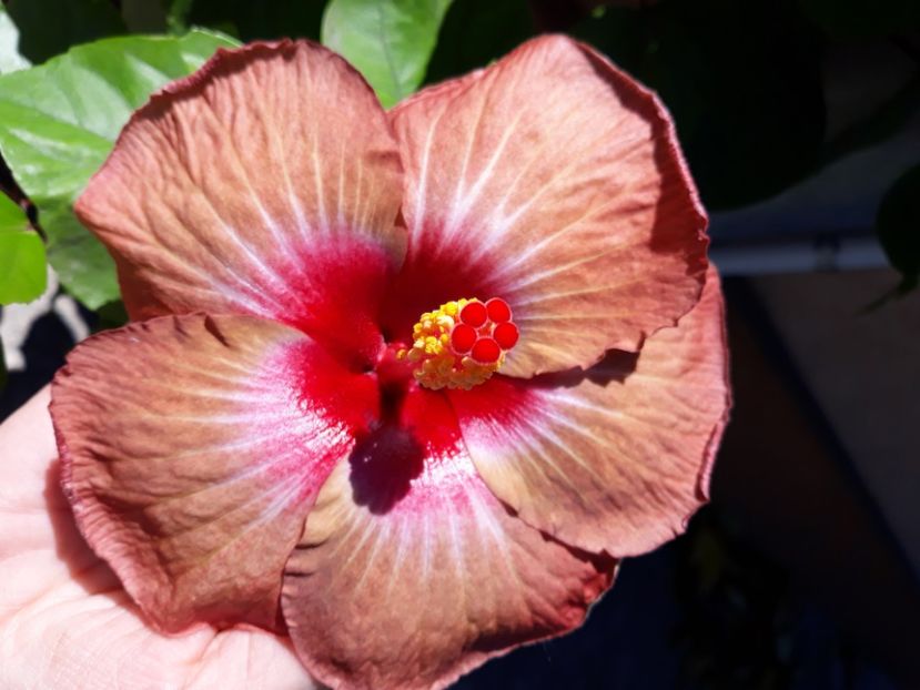  - hibi creme de cacao