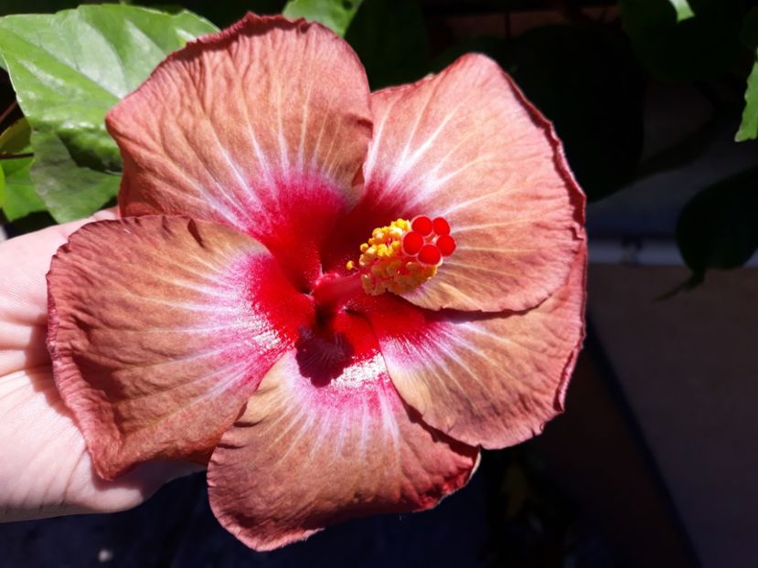  - hibi creme de cacao