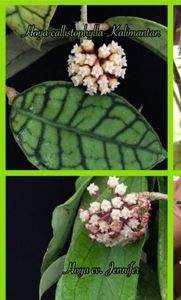  - Hoya Callistophylla-Kalinmatan