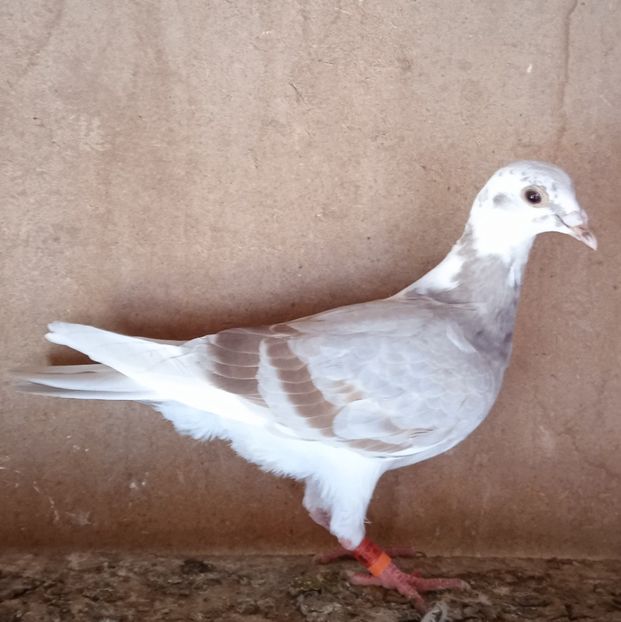 Mascul 22-694 SPA....-20 lei - Porumbei vanduti