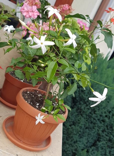 Jasmin - Plumbago- jasminum azoricum -acalipha