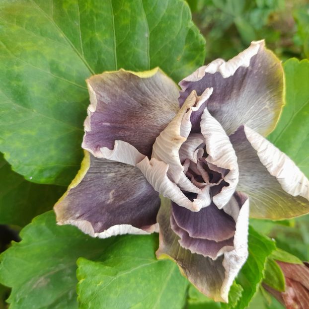 16.09.2022 - HIBISCUSI 2022-5