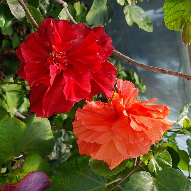 19.09.2022 - HIBISCUSI 2022-5