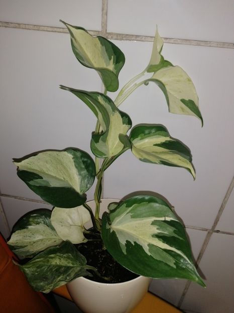  - Epipremnum aureum Manjula