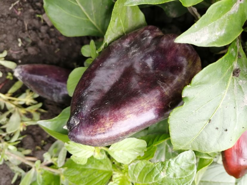  - SEMINTE ARDEI - A 71 LILAC BELL