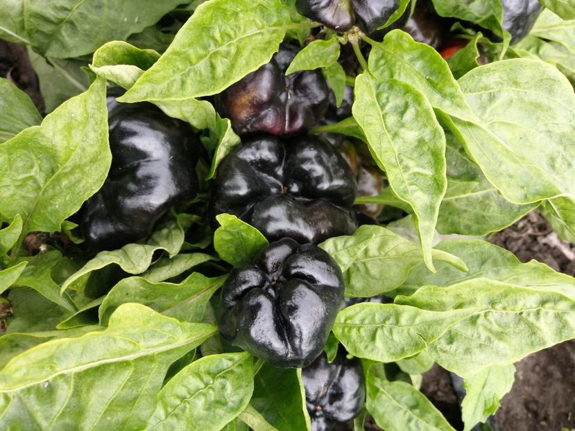  - SEMINTE ARDEI - A 42 CHORNYY KON