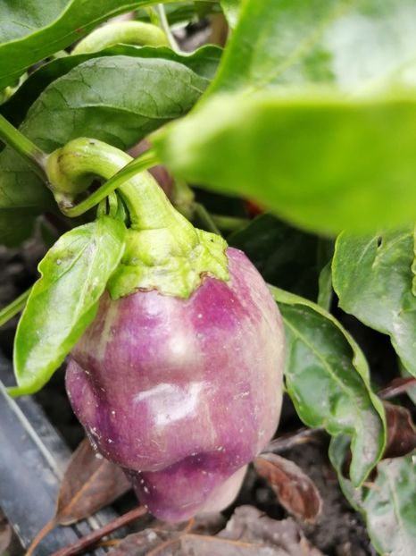  - SEMINTE ARDEI - A 77 BLOT