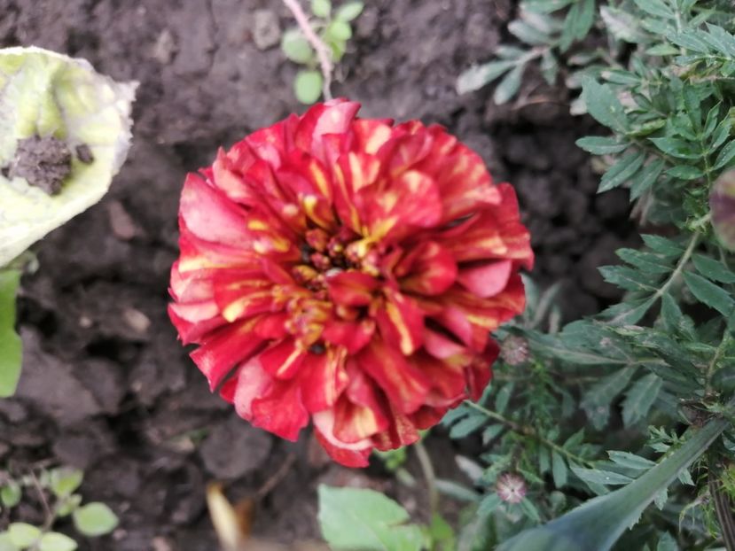  - SEMINTE CRAITE - D 197 MARYGOLD FRENCH STRAWBERRY BLONDE