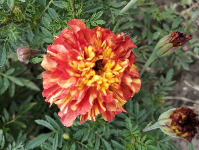  - SEMINTE CRAITE - D 197 MARYGOLD FRENCH STRAWBERRY BLONDE