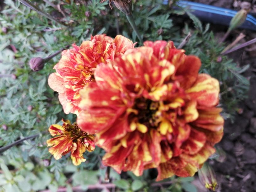  - SEMINTE CRAITE - D 197 MARYGOLD FRENCH STRAWBERRY BLONDE