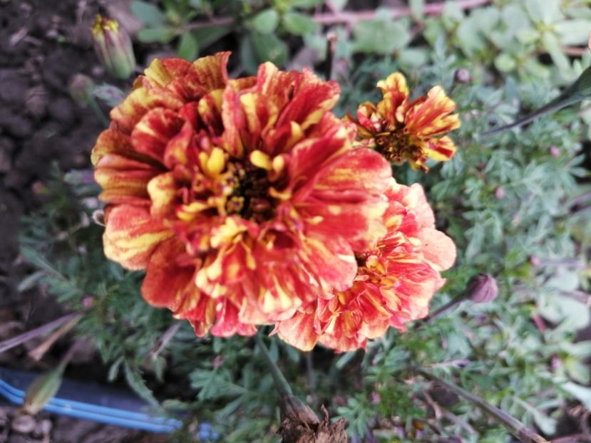  - SEMINTE CRAITE - D 197 MARYGOLD FRENCH STRAWBERRY BLONDE