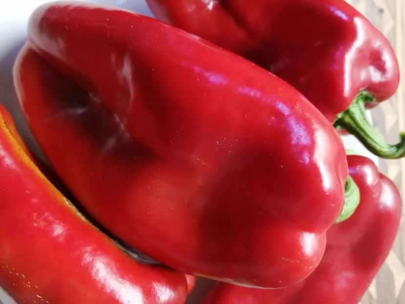  - SEMINTE ARDEI - A 49 - ARDEI CAPIA DE HISAR