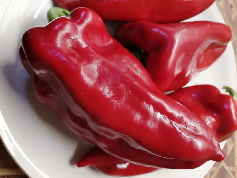  - SEMINTE ARDEI - A 51 - ARDEI CAPIA DUMBO