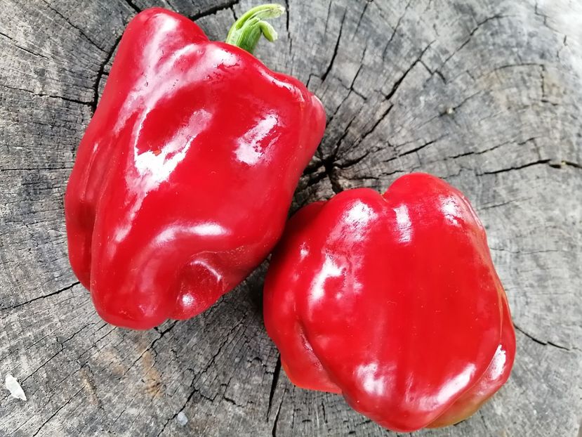  - SEMINTE ARDEI - A 66 BULL NOSE