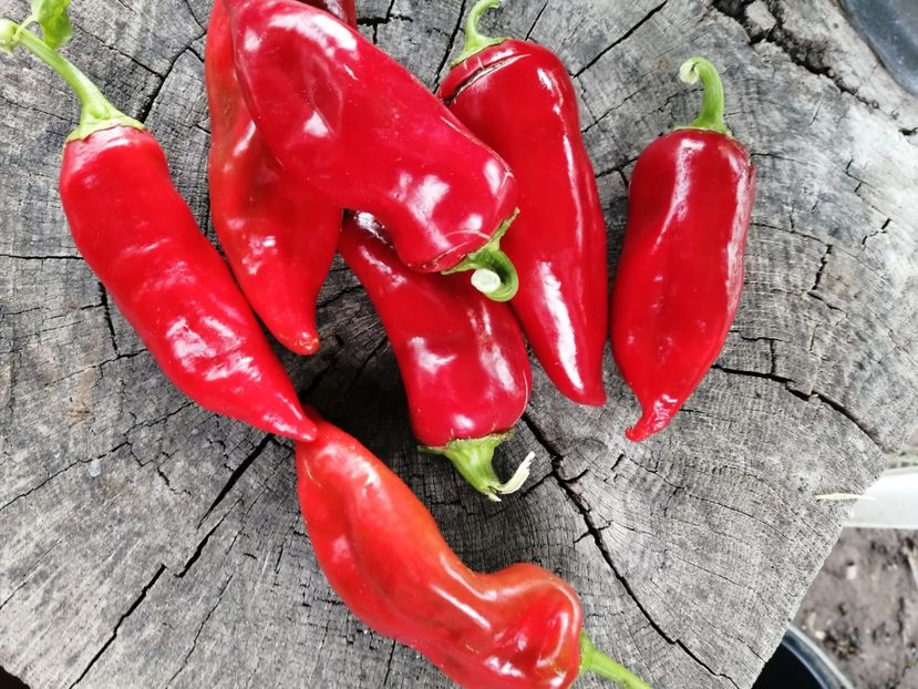  - SEMINTE ARDEI - A 48 - CAPIA DE SOFIA