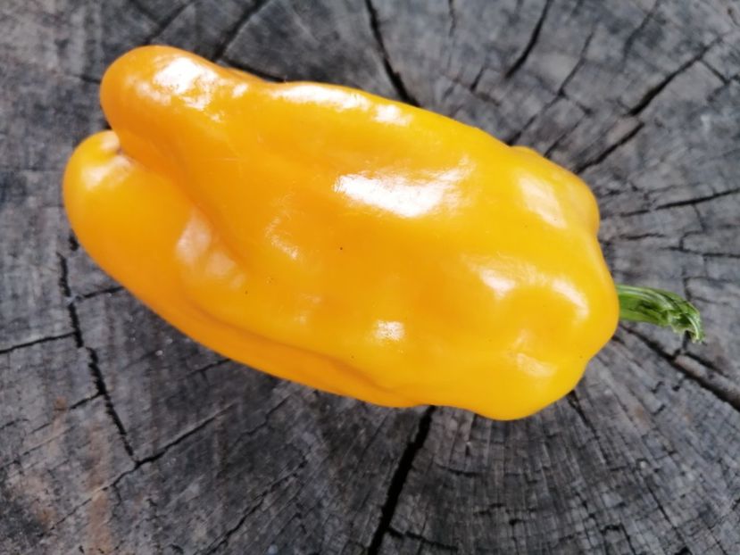  - SEMINTE ARDEI - A 46 ZOLOTAYA LAPAT