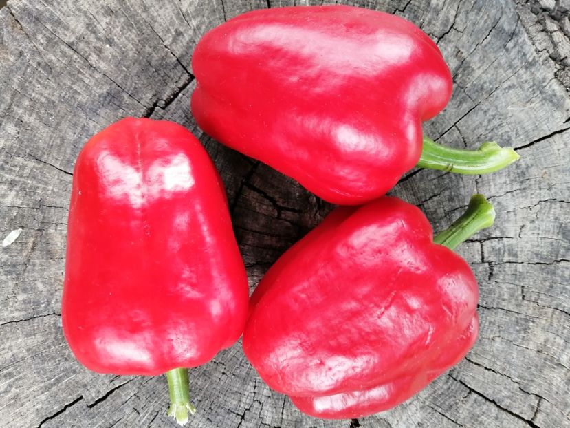  - SEMINTE ARDEI - A 78 ANASTASIA