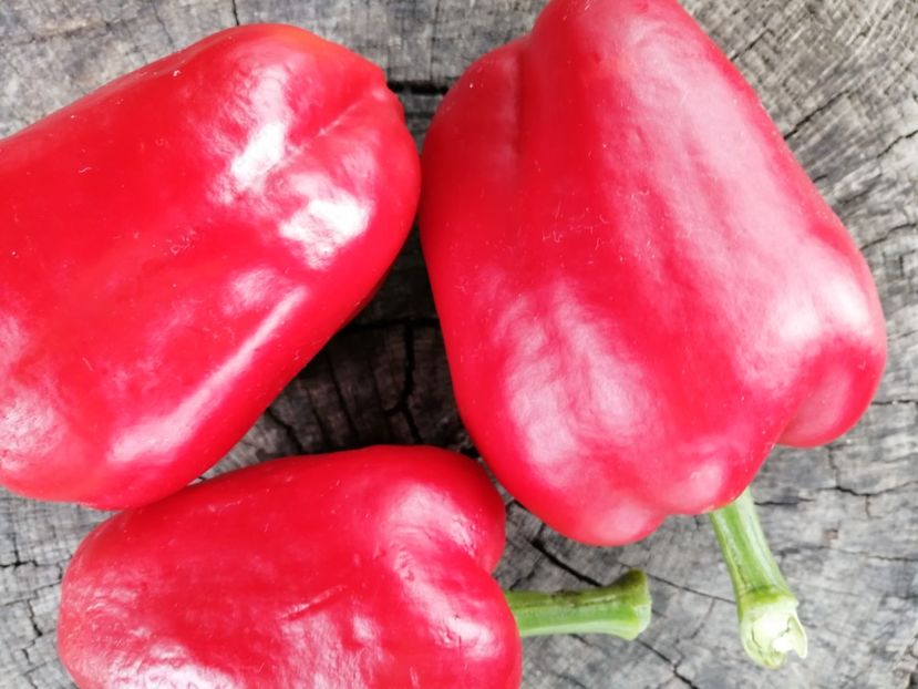  - SEMINTE ARDEI - A 78 ANASTASIA