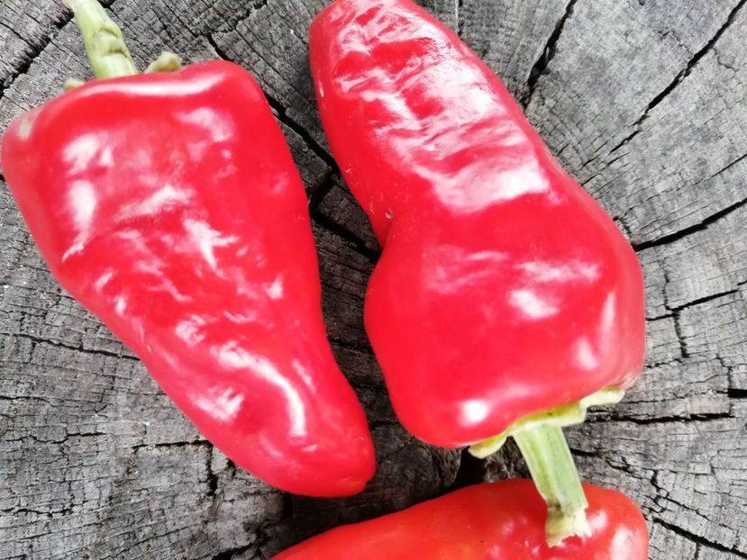  - SEMINTE ARDEI - A 76 ROSY CHEEKS