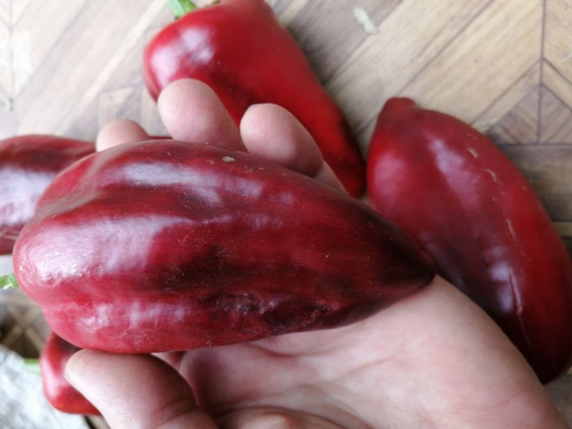  - SEMINTE ARDEI - A 71 LILAC BELL