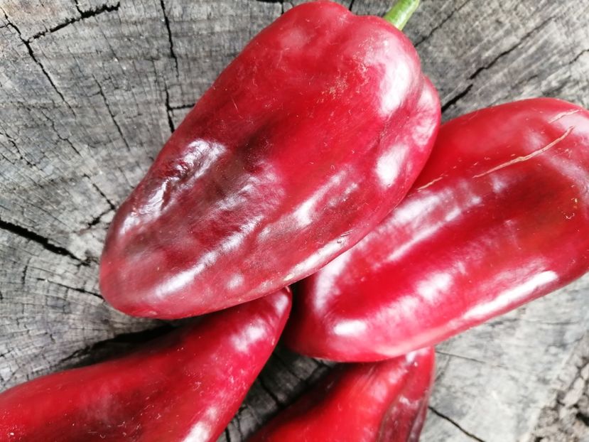  - SEMINTE ARDEI - A 71 LILAC BELL