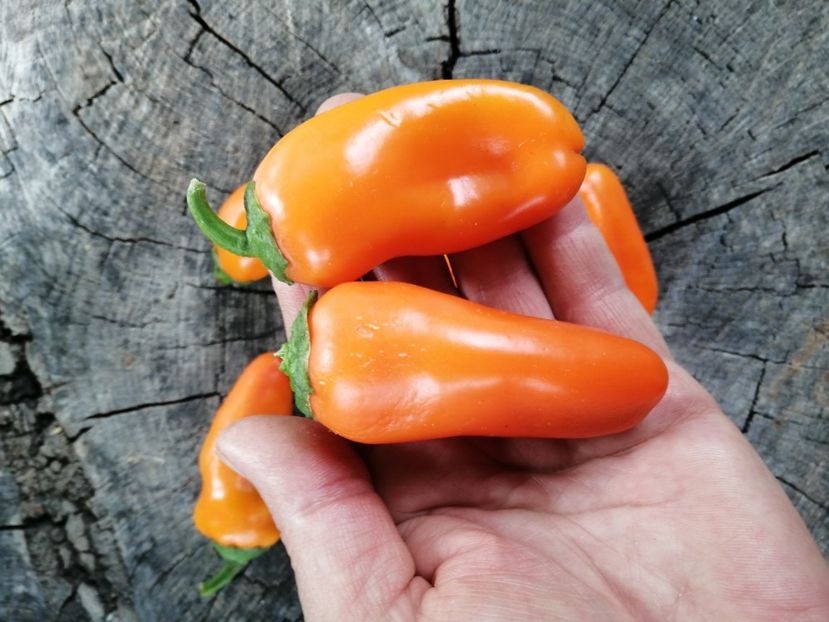  - SEMINTE ARDEI - A 61 - SNACK ADELIN