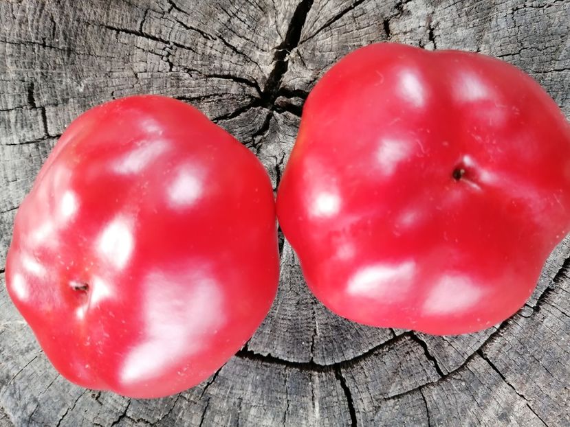  - SEMINTE ARDEI - A 70 MARISHA