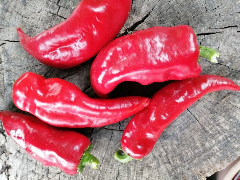  - SEMINTE ARDEI - A 50 - TARANESC PENTRU USCAT