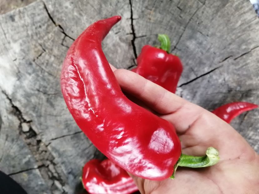  - SEMINTE ARDEI - A 50 - TARANESC PENTRU USCAT