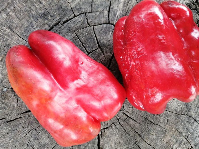  - SEMINTE ARDEI - A 42 CHORNYY KON