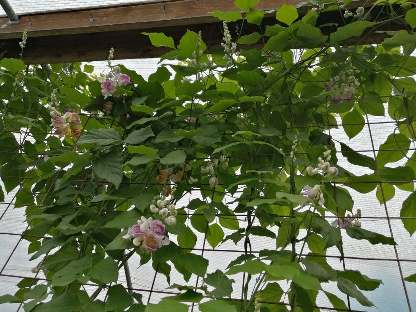  - SEMINTE VIGNA CARACALLA - D 223