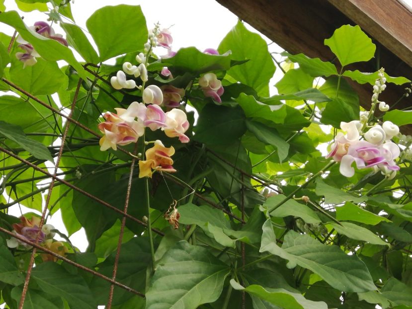  - SEMINTE VIGNA CARACALLA - D 223