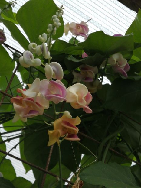  - SEMINTE VIGNA CARACALLA - D 223