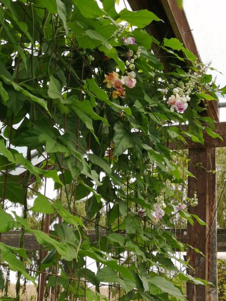  - SEMINTE VIGNA CARACALLA - D 223