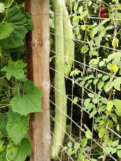  - SEMINTE DOVLECEL LA METRU - SICILIAN SNAKE