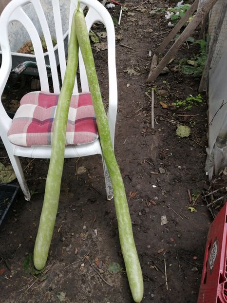  - SEMINTE DOVLECEL LA METRU - SICILIAN SNAKE